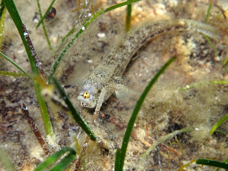 Gobius couchi... a carnevale?